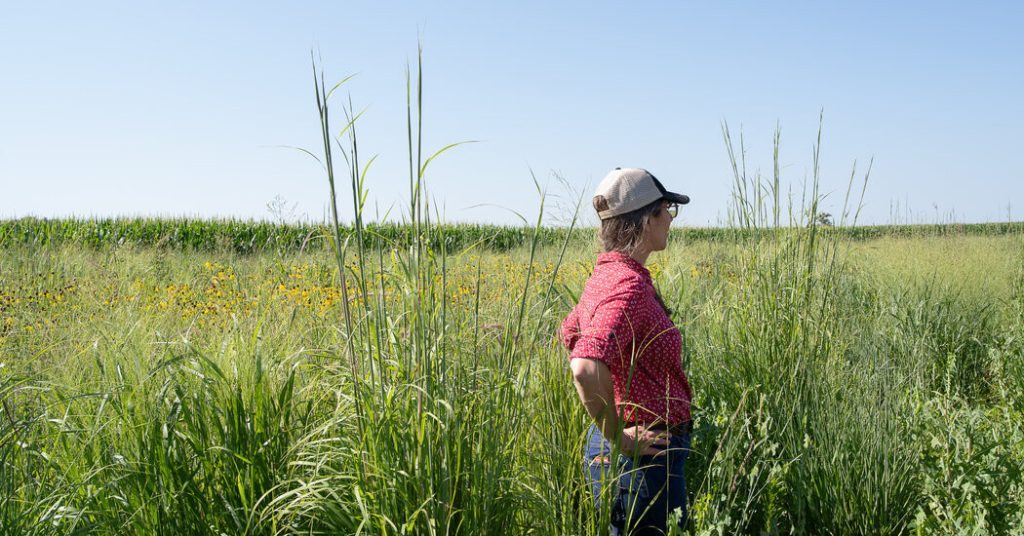 Iowa Farmers Are Restoring Tiny Prairies for Sustainability Boons