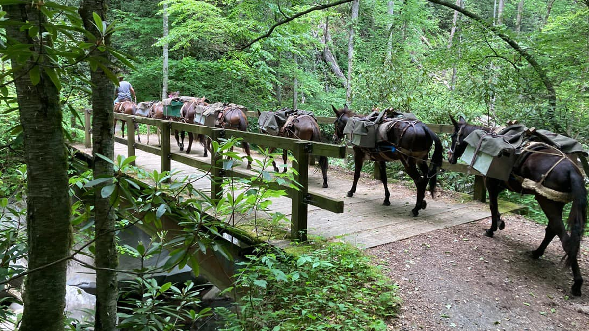 Mules helping bring supplies to residents in North Carolina in wake of Hurricane Helene  at george magazine