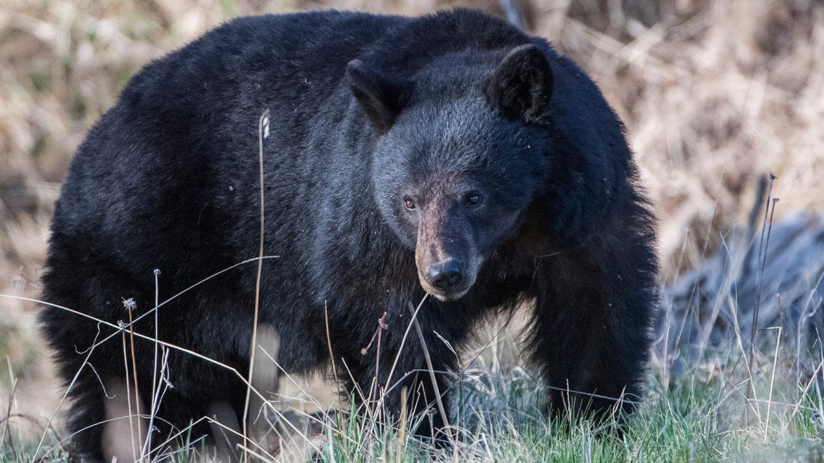 Colorado black bear attacks 74-year-old man after breaking into home, leaving 'significant' claw wounds  at george magazine