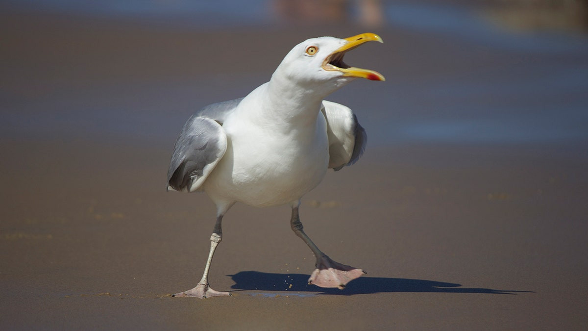 Wildlife lover facing charges after allegedly assaulting passersby while attempting to capture a baby seagull  at george magazine