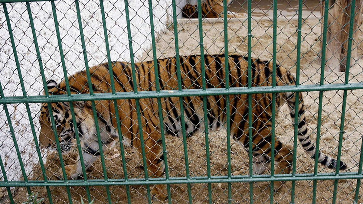 Bird flu kills 47 tigers, 3 lions and a panther in Vietnam zoos, state media reports  at george magazine