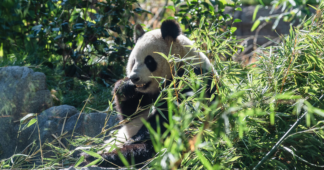 Millions of Dollars to Protect Pandas Was Spent by China on Roads and Buildings  at george magazine