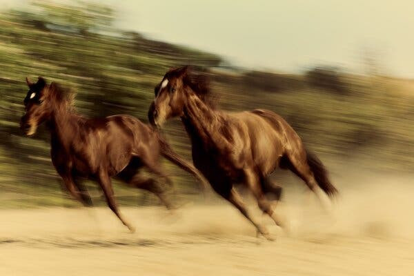 He Thought He Knew Horses. Then He Learned to Really Listen.