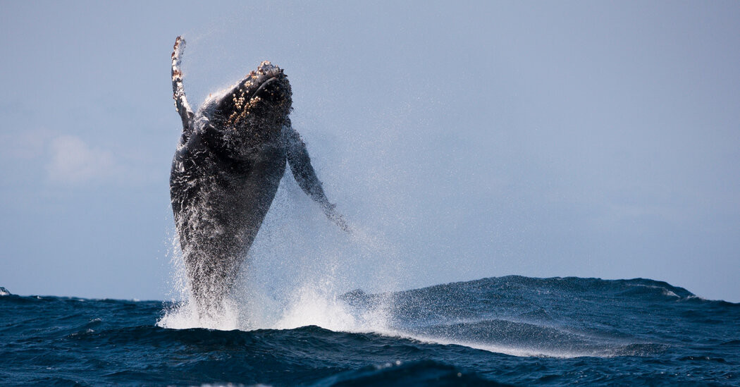 Humpback Whale Sets Record for How Far It Traveled  at george magazine