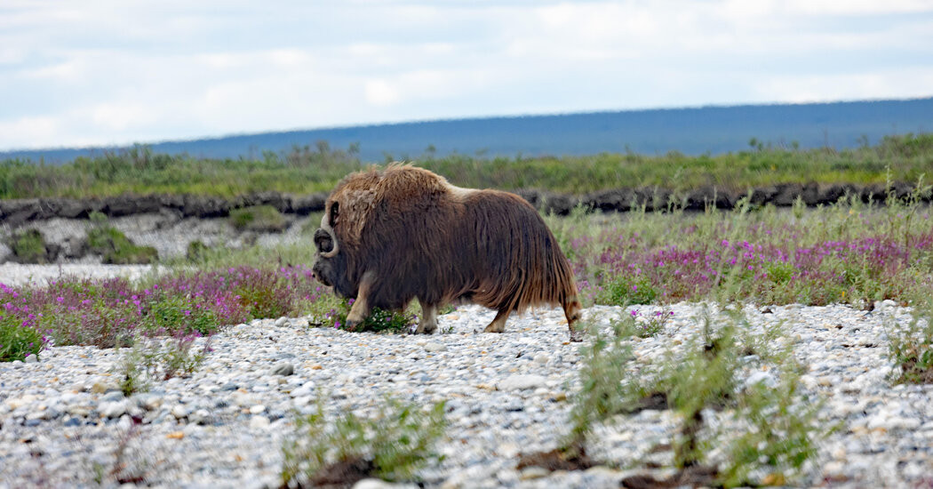 My 500-Mile Journey Across Alaska’s Thawing Arctic  at george magazine