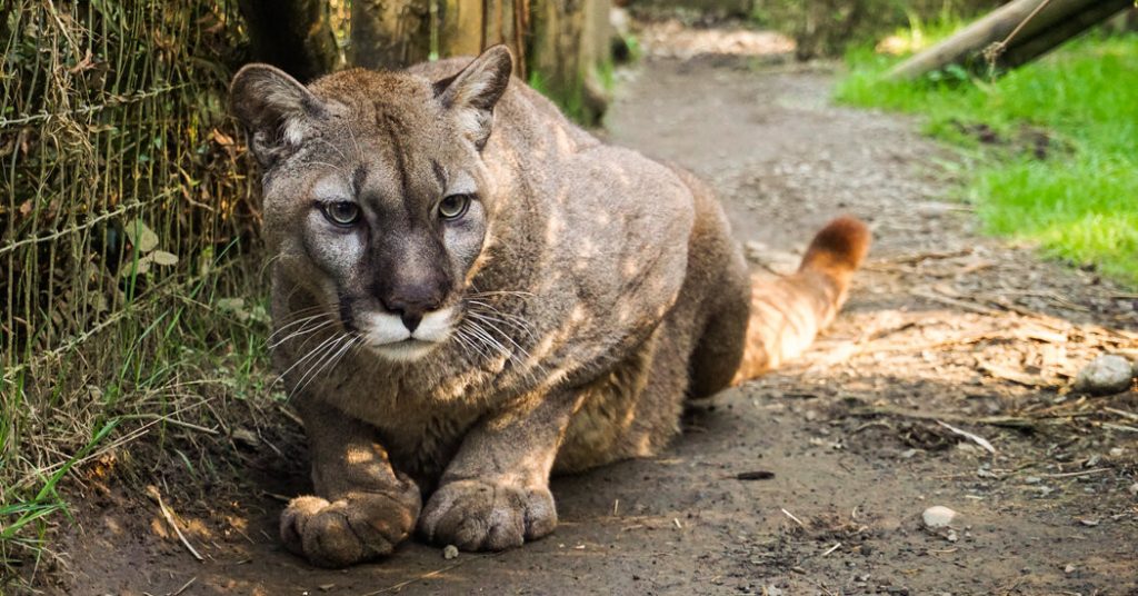 20 Big Cats Die From Bird Flu at a Washington Sanctuary