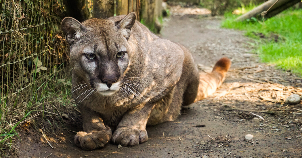 20 Big Cats Die From Bird Flu at a Washington Sanctuary  at george magazine