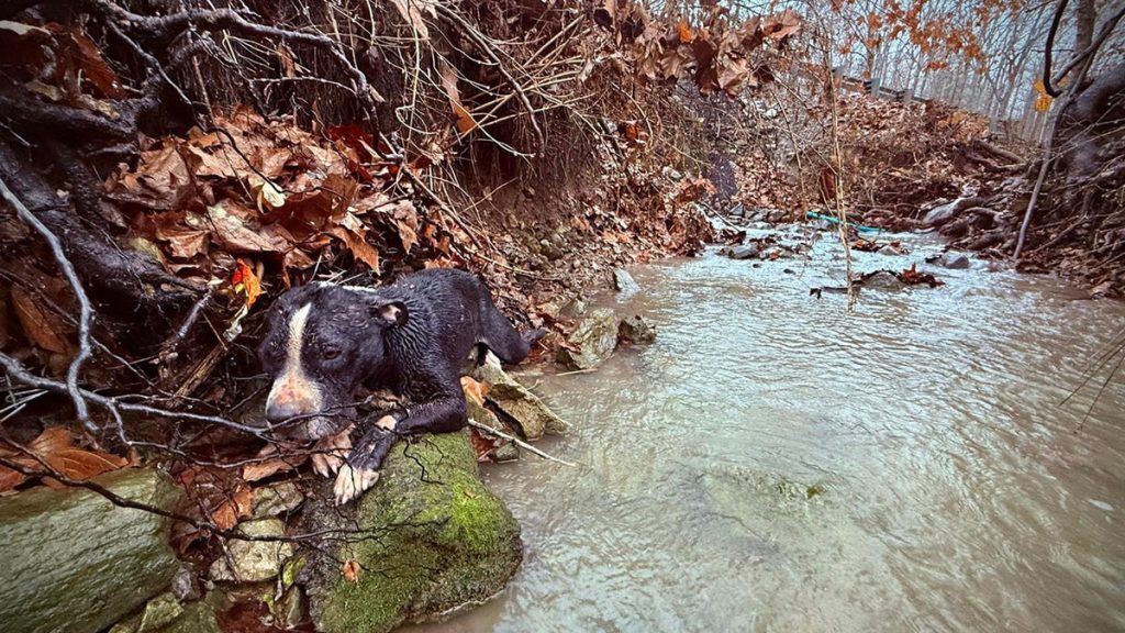 Tennessee dog to be reunited with family after agencies team up to rescue him from ravine: video