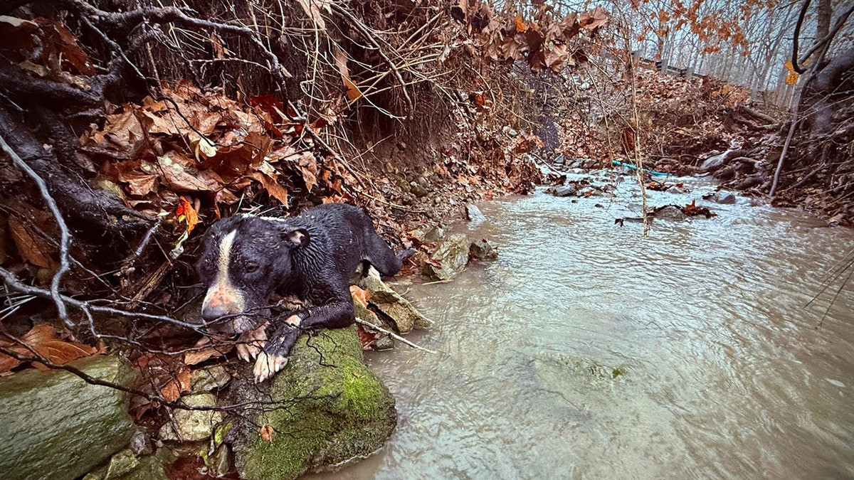 Tennessee dog to be reunited with family after agencies team up to rescue him from ravine: video  at george magazine