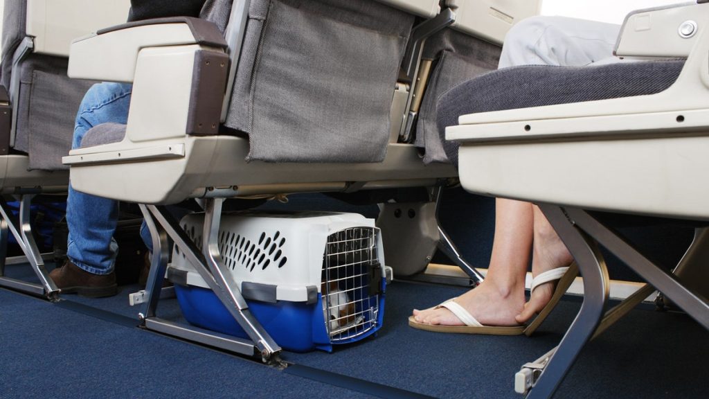 Airline passenger sparks debate after being seated near massive dog on plane: ‘Couldn’t move’