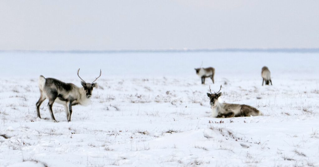 Biden Administration Creates Final Limits for Oil Drillers in Alaska