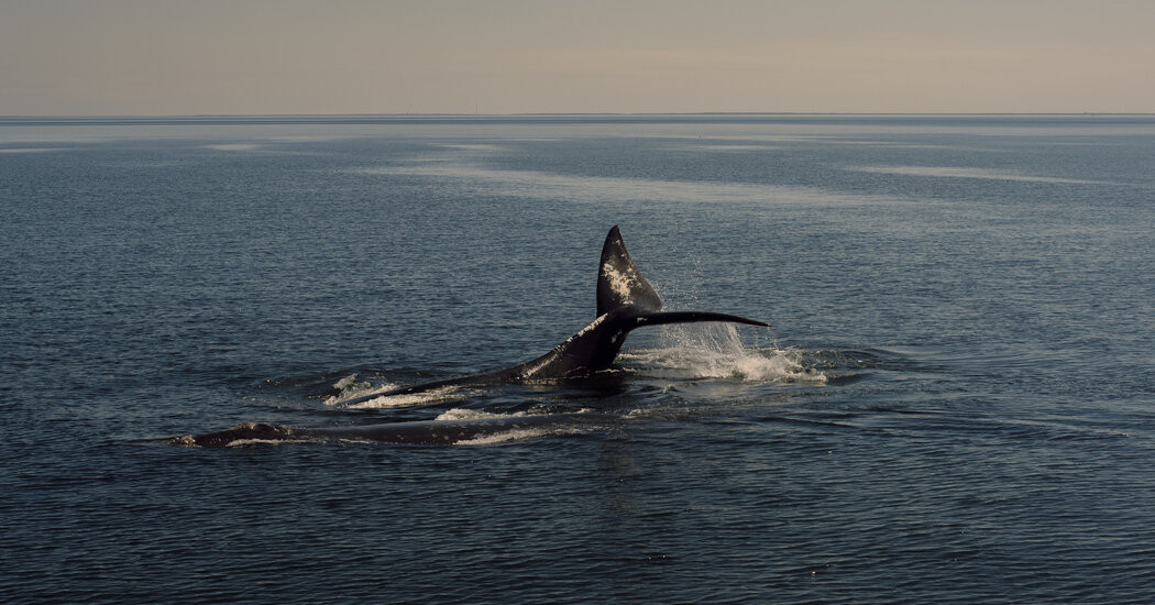 Biden Administration Withdraws Proposal to Expand Protections for Rare Whales  at george magazine