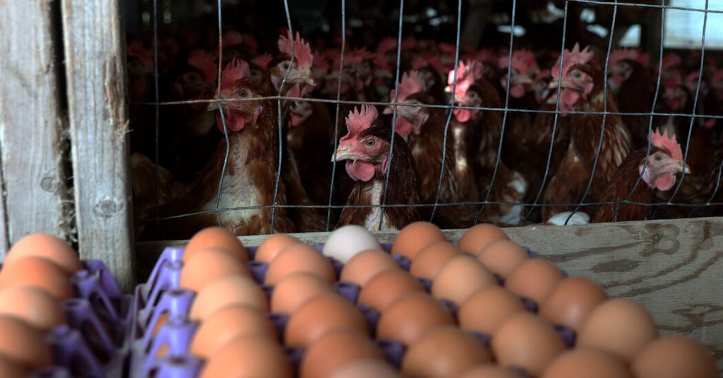 Is Bird Flu the Only Reason Egg Prices Are Soaring?