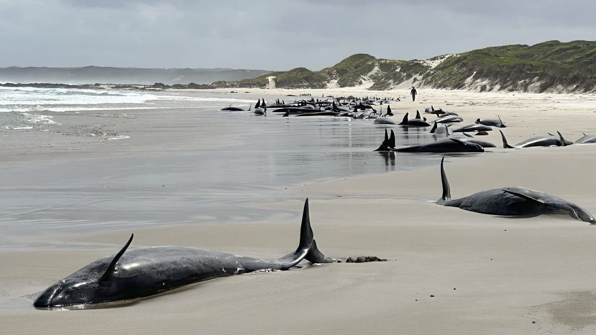 Experts give up hope for 157 false killer whales stranded on remote Australian beach  at george magazine