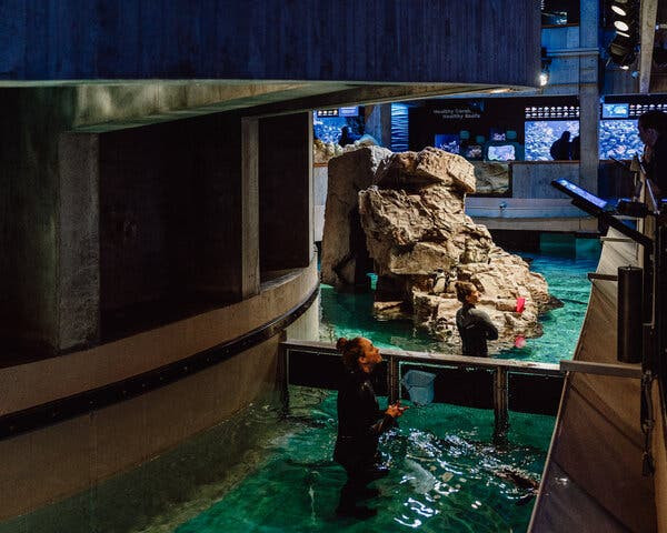 Geriatric Penguins Get a ‘Retirement Home’ at New England Aquarium  at george magazine