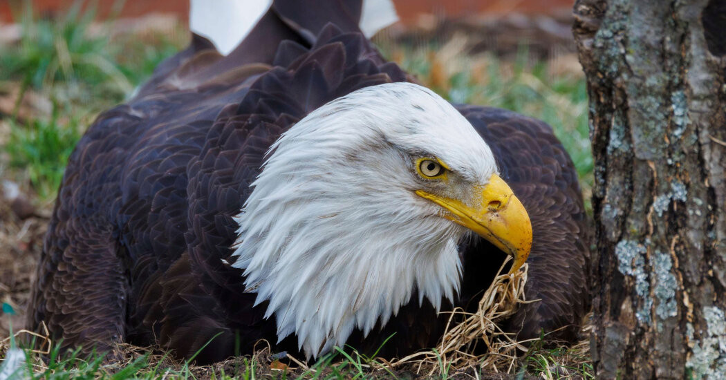 Murphy, Eagle Who Became a Foster Dad, Found Dead After Storm  at george magazine