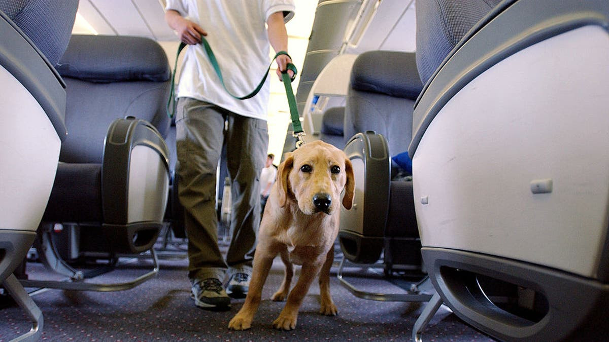 Flight passenger says dog barked 'nonstop' during 8-hour flight, sparking debate among travelers  at george magazine