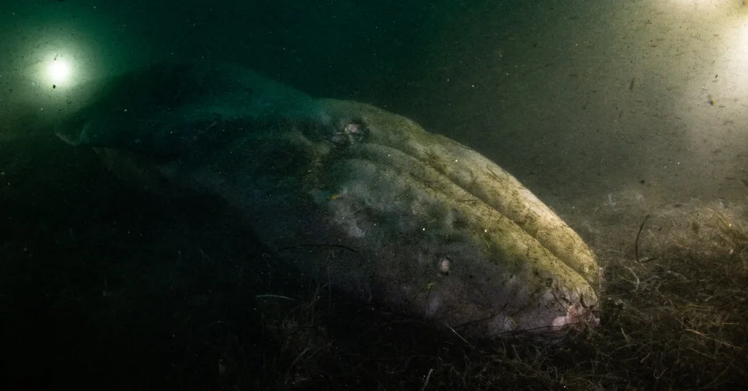 A Diver Visited a Fallen Whale. When He Returned, It Was Gone.  at george magazine