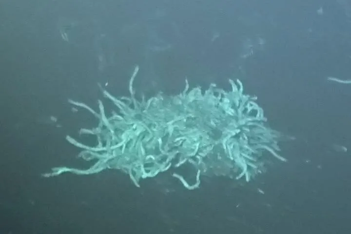 Volcanic Eruption in Deep Ocean Ridge Is Witnessed by Scientists for First Time  at george magazine