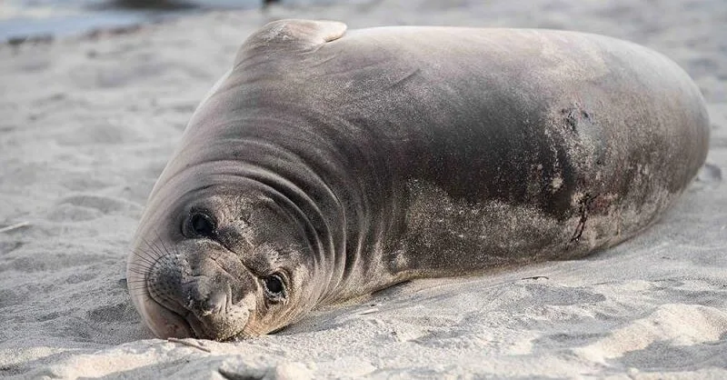 Man Who Stabbed Baby Seal on Oregon Beach Is Sought  at george magazine