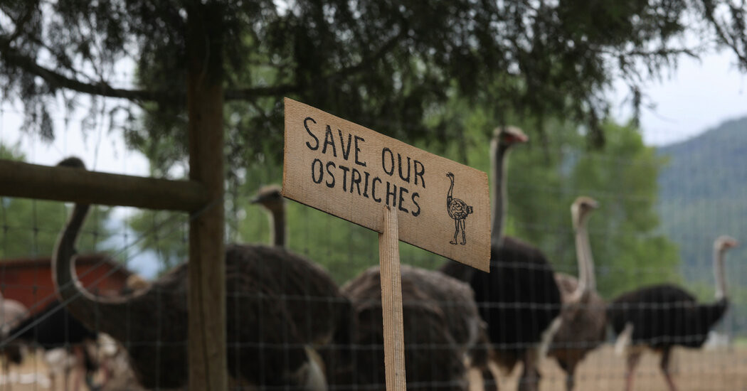RFK Jr. and Dr. Oz Want Canada to Save Ostriches on Farm With Avian Flu  at george magazine