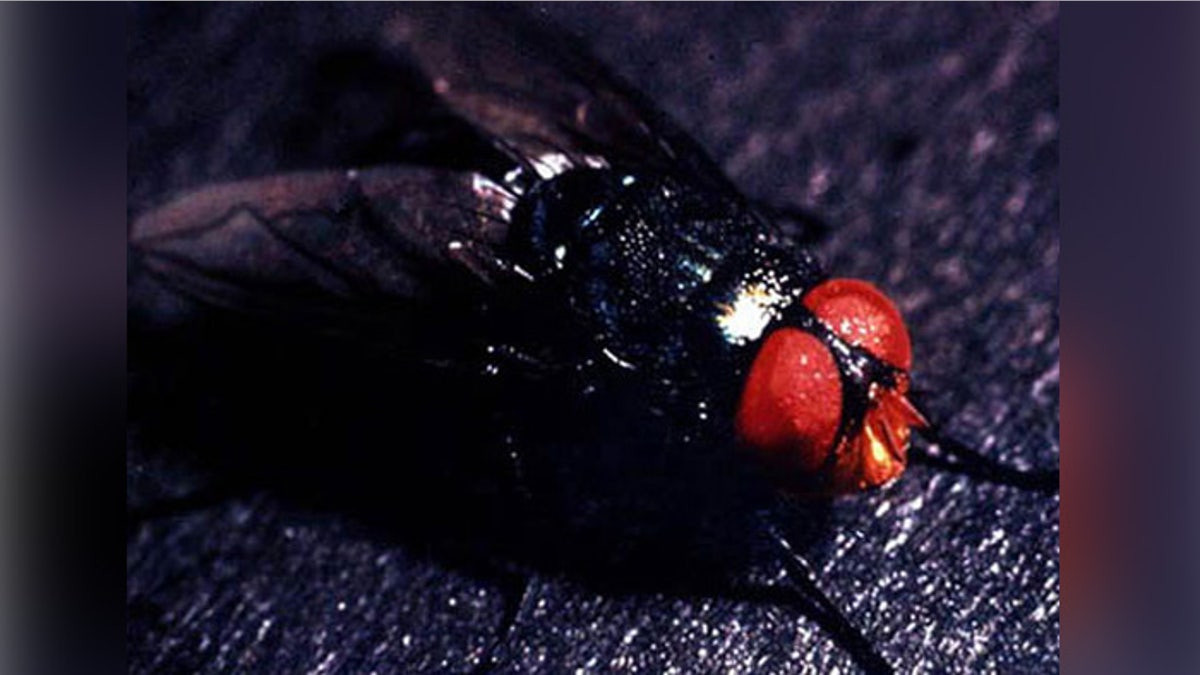 US shuts southern border to livestock imports to stop spread of deadly flies  at george magazine