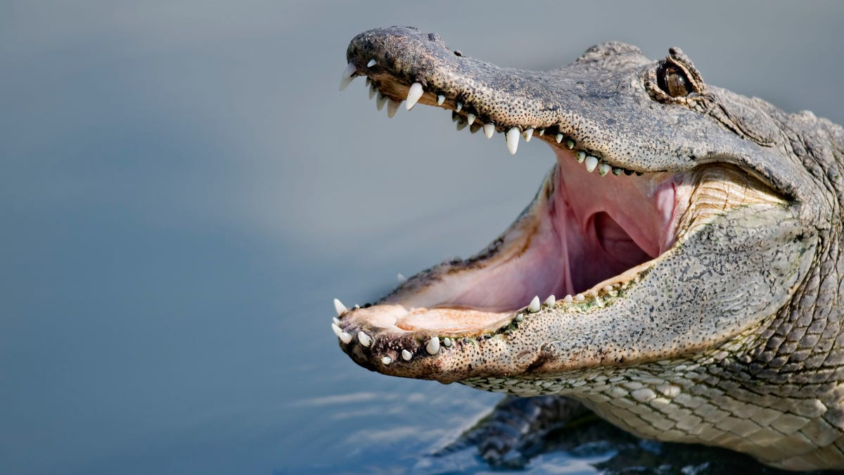 What causes nearly every alligator attack on humans? Study offers conclusive answer  at george magazine