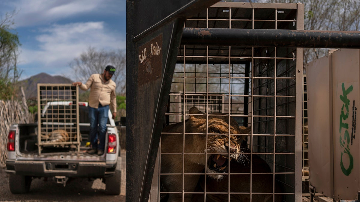 Hundreds of animals flee cartel chaos, violence after wildlife refuge faced with threats  at george magazine