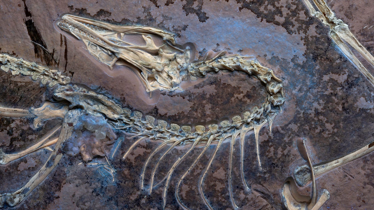 Scientists uncover new secrets of rare feathered fossil showing early bird evolution  at george magazine