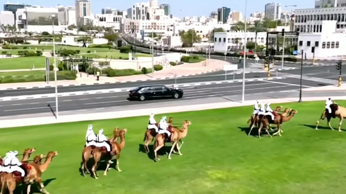 Parade of camels welcome Trump motorcade to Qatar  at george magazine