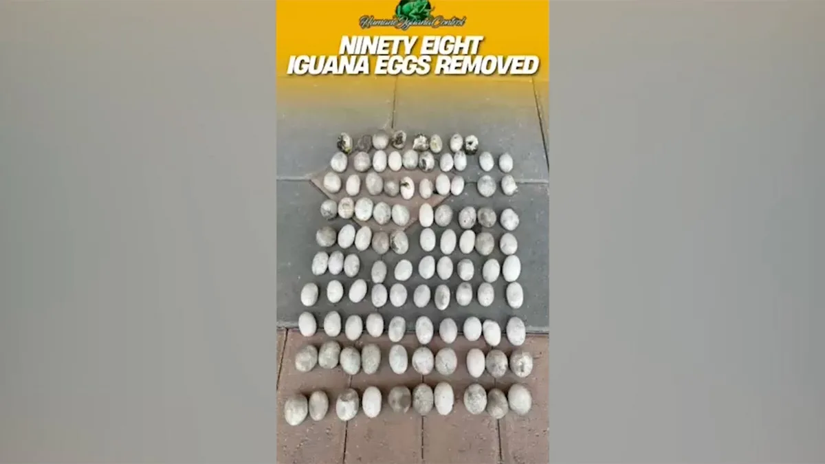 Florida homeowner finds 98 iguana eggs in backyard: 'It’s the most we’ve ever removed from one site'  at george magazine