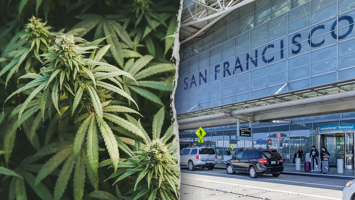 California woman allegedly tried to smuggle 151 pounds of marijuana onto international flight  at george magazine