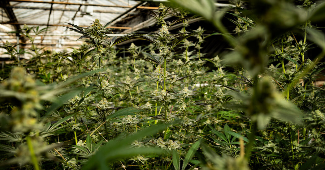 Trump and Biden Backed Easing Marijuana Policy. What Happened?  at george magazine