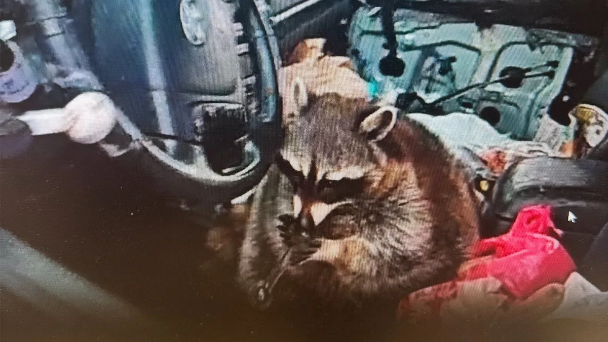 Pet raccoon caught with meth pipe in its mouth when cops pulled over Ohio woman: 'Expect the unexpected'  at george magazine