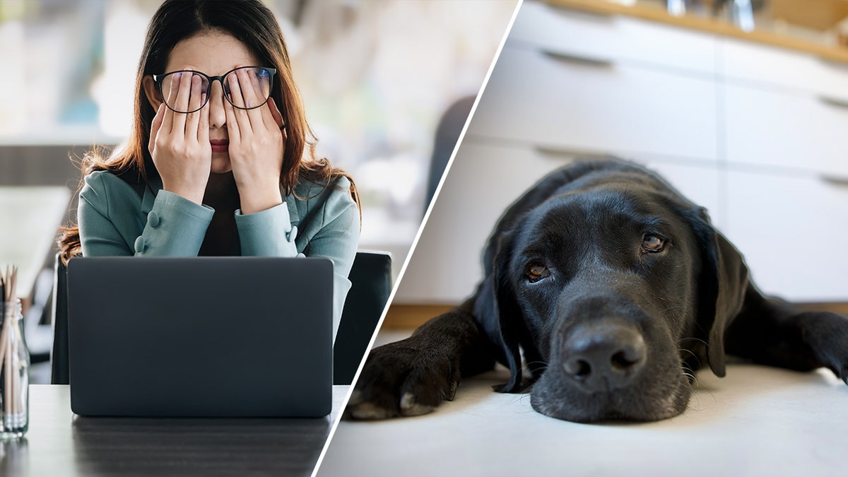 Dog owners who ruminate about work stress may pass anxiety to their pooch: study  at george magazine