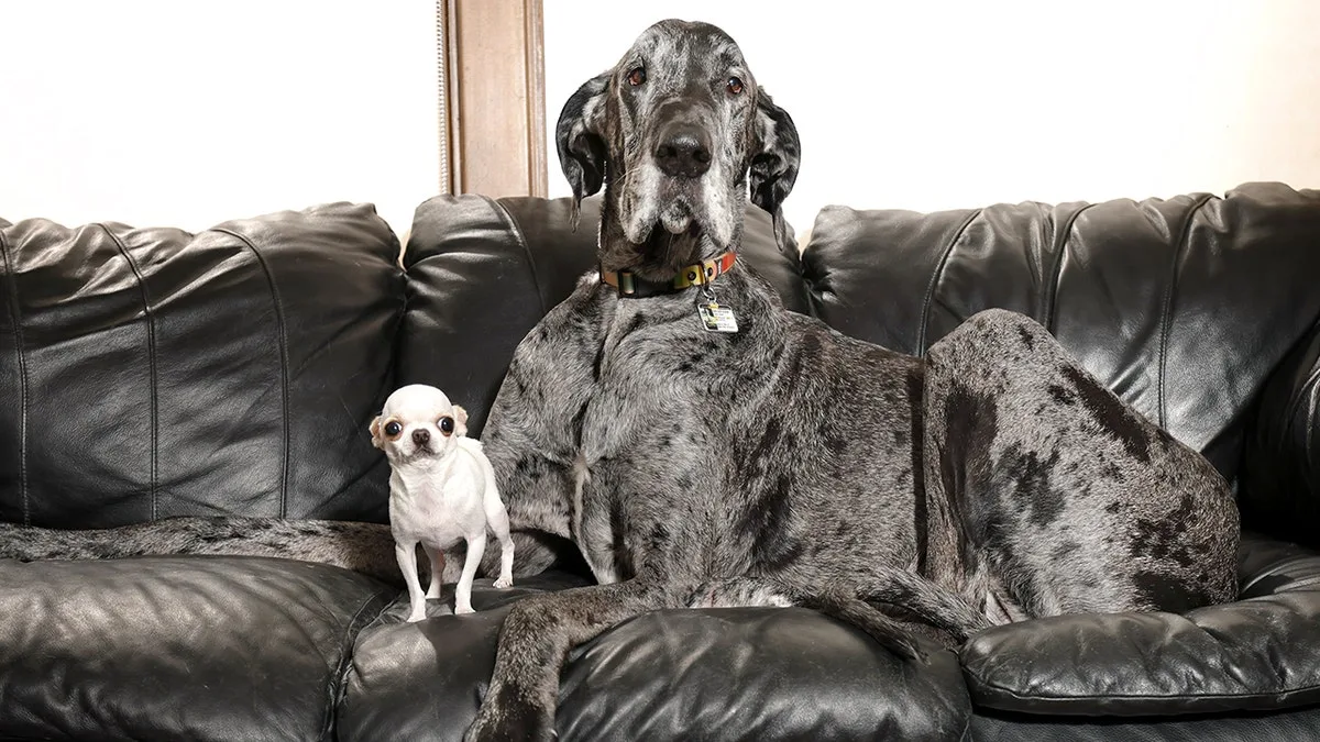 World's tallest, shortest dogs meet for precious playdate caught on camera  at george magazine