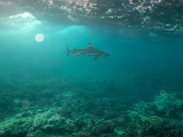 At U.N. Conference, Countries Inch Toward Ocean Protection Goal