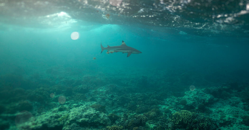 At U.N. Conference, Countries Inch Toward Ocean Protection Goal  at george magazine