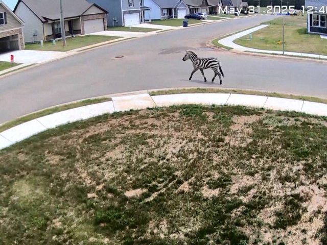 A Tennessee County Is ‘Fascinated’ as an Escaped Zebra Runs Wild