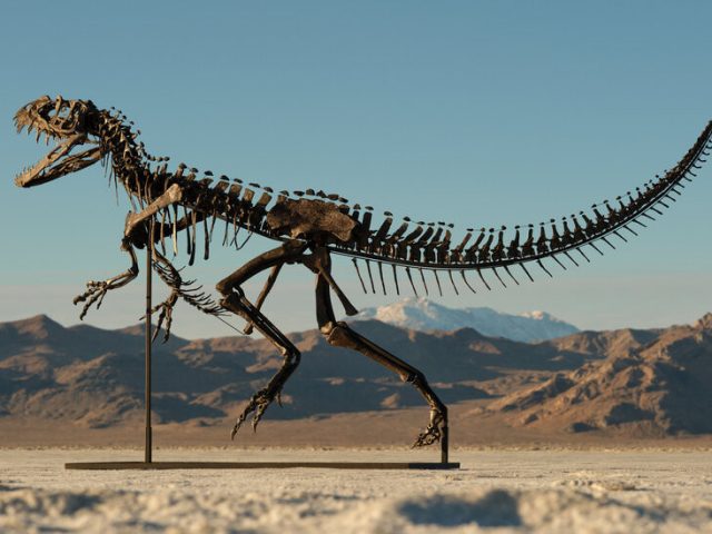 Sotheby’s to Auction a Ceratosaurus, With Millions and More on the Line