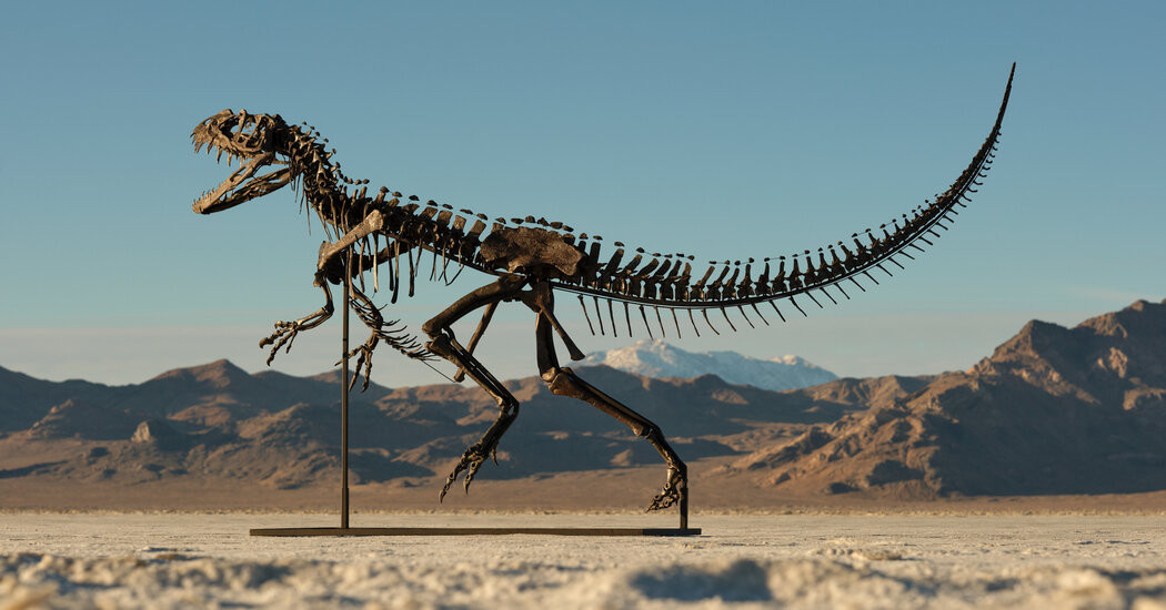 Sotheby’s to Auction a Ceratosaurus, With Millions and More on the Line  at george magazine