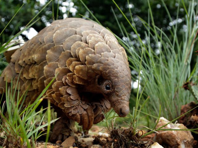 Pangolins Should Receive Endangered Protections, U.S. Officials Say
