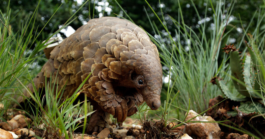 Pangolins Should Receive Endangered Protections, U.S. Officials Say  at george magazine
