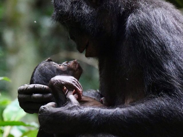 Did Baby Talk Give Rise to Language?