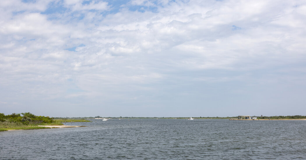 Woman Was ‘Most Likely’ Bitten by Shark at Jones Beach, Scientists Say  at george magazine