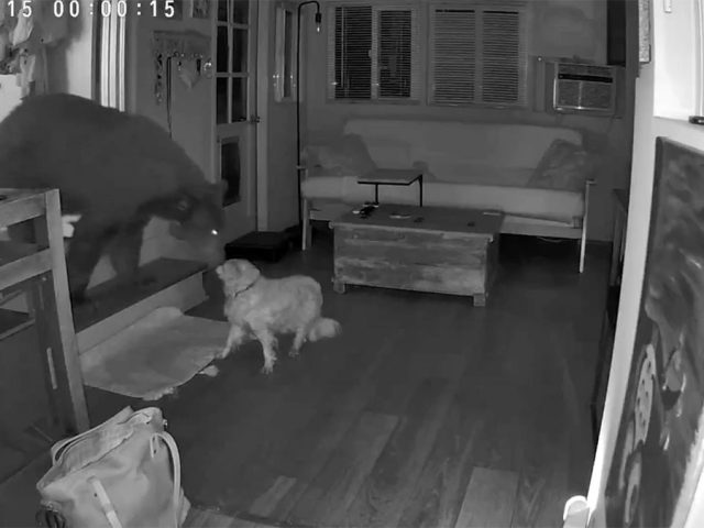 Security footage shows dog’s dramatic showdown with full-sized bear inside California home