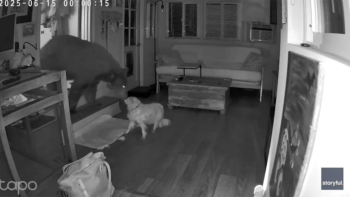 Security footage shows dog's dramatic showdown with full-sized bear inside California home  at george magazine