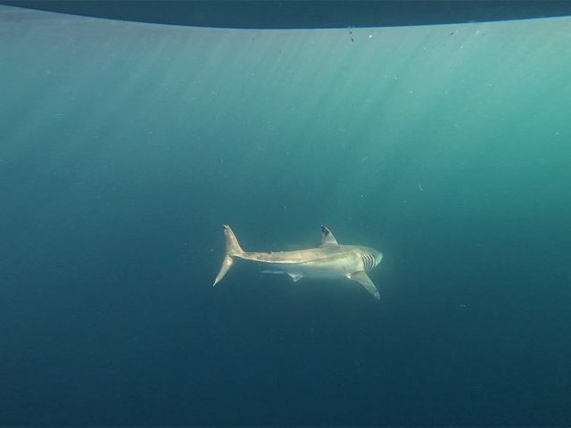‘Shark Week’ host warns beachgoers where and when predators are most likely to attack