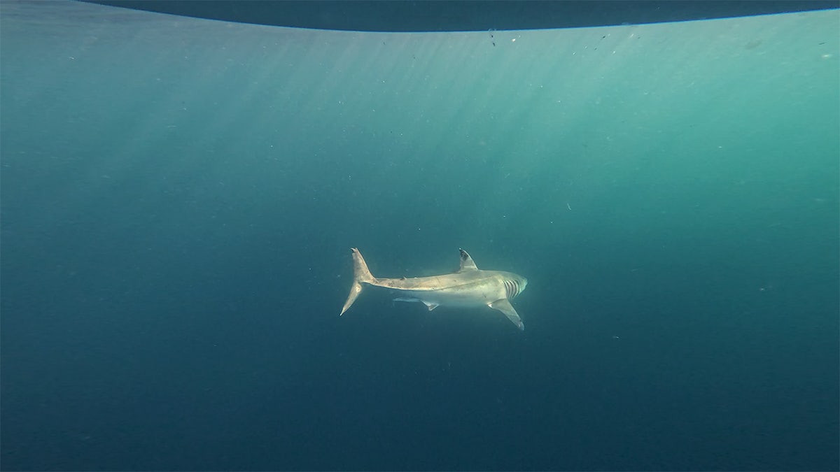 'Shark Week' host warns beachgoers where and when predators are most likely to attack  at george magazine