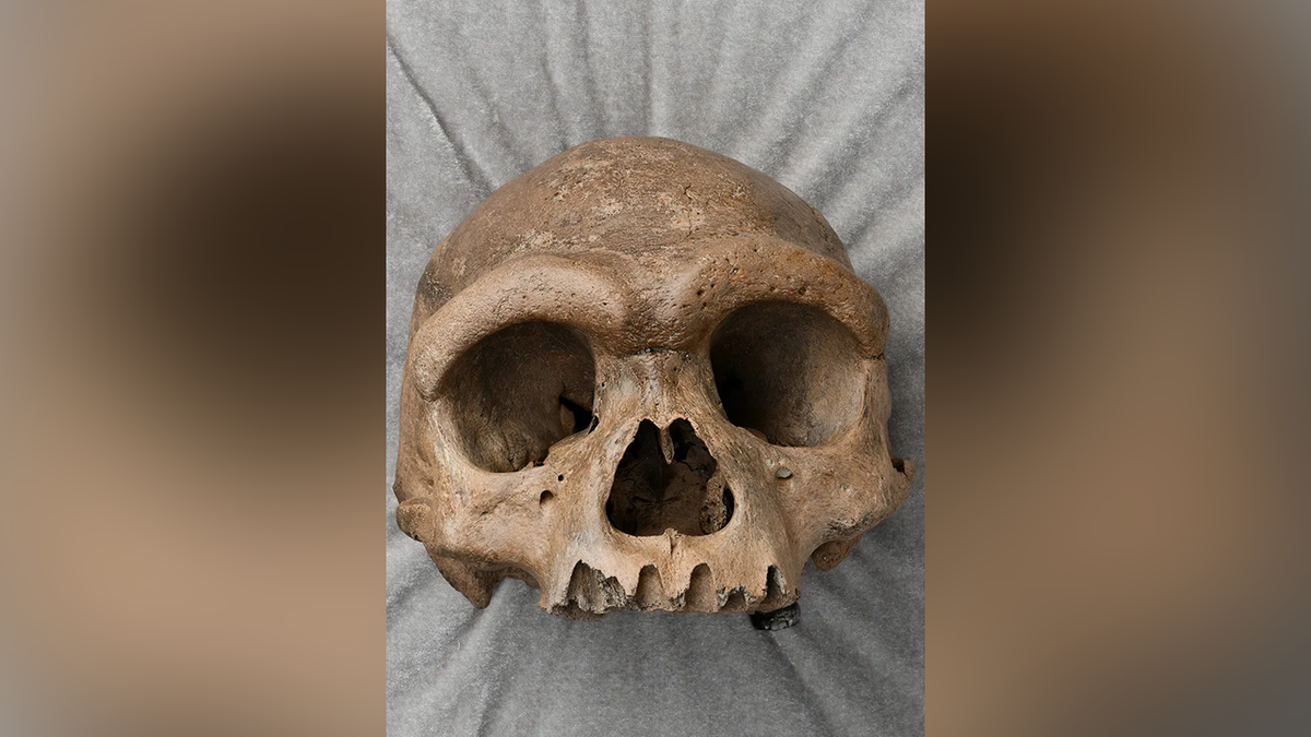 Mysterious 'dragon man' skull found in the 1930s finally identified  at george magazine